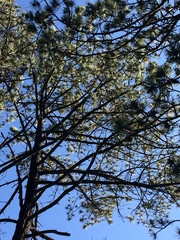 Pinus cooperi