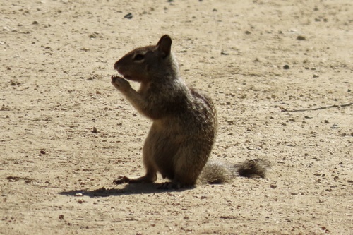 iNaturalist observation photo of California Ground Squirrel