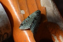 Maliattha concinnimacula