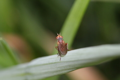 Hydromya dorsalis