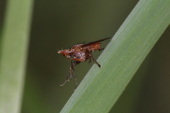 Hydromya dorsalis