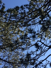 Pinus cooperi