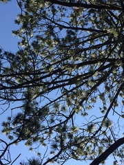 Pinus cooperi