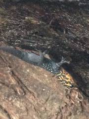Gonatodes caudiscutatus