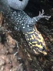 Gonatodes caudiscutatus