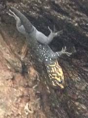 Gonatodes caudiscutatus