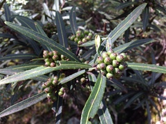 Pseudopanax linearis