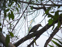 Melanerpes aurifrons