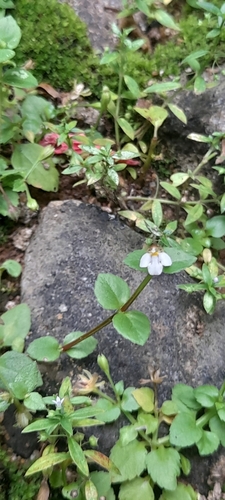 Image of Yamazakia pusilla by no rights reserved