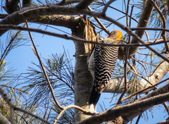 Melanerpes aurifrons