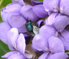 Osmia ribifloris ribifloris