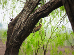 Melanerpes aurifrons