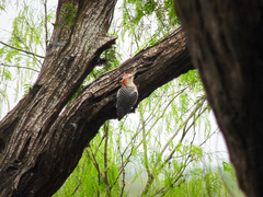 Melanerpes aurifrons