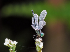 Micrathyria ocellata