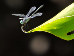 Micrathyria ocellata