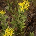 Downy Ragged Goldenrod - Photo (c) James, some rights reserved (CC BY-NC), uploaded by James
