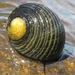 Rough-ribbed Nerite - Photo (c) Rich Hoyer, some rights reserved (CC BY-NC-SA), uploaded by Rich Hoyer