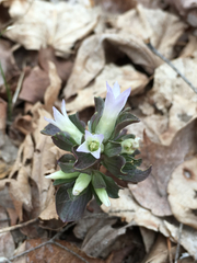 Obolaria virginica
