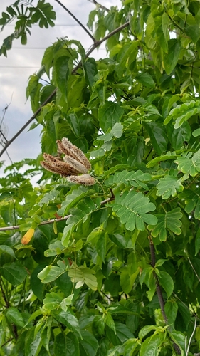 Image of Entada polystachia by (c) Sinead Gómez, some rights reserved (CC BY)