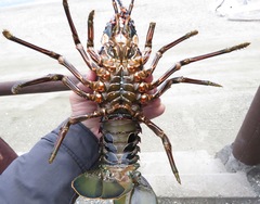 Panulirus inflatus