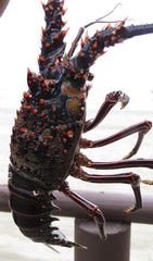 Panulirus inflatus