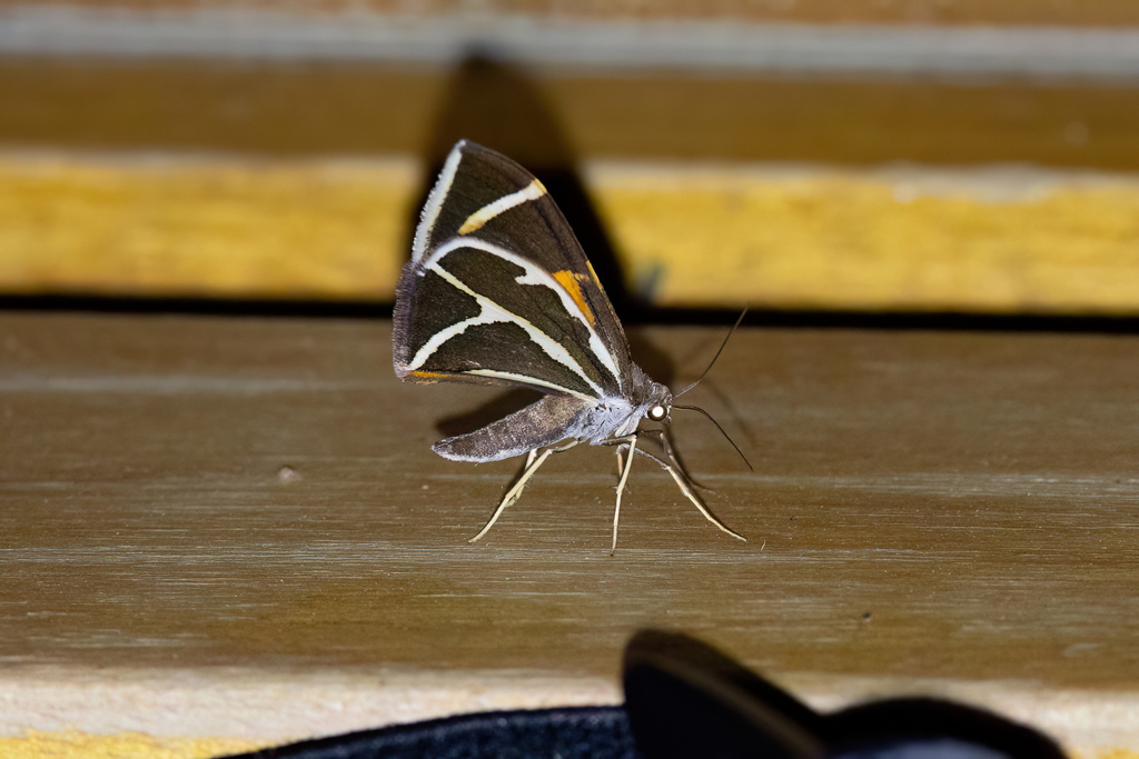 Stamnodes eurypepla