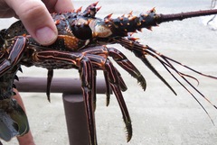 Panulirus inflatus