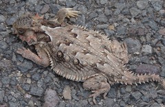 Phrynosoma coronatum