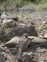 Phrynosoma coronatum