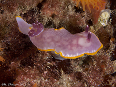 Felimida purpurea