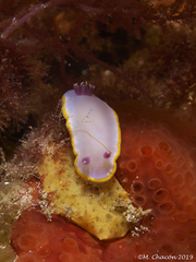 Felimida purpurea