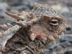 Phrynosoma coronatum