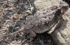 Phrynosoma coronatum