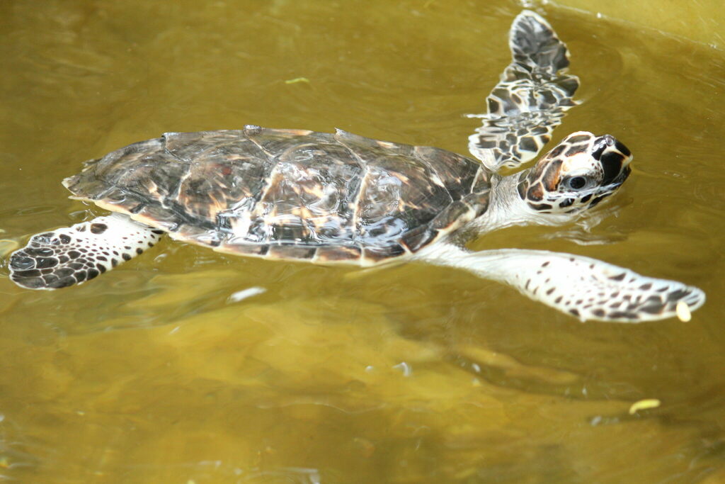 Green Sea Turtle In October 2023 By Ijeez INaturalist   Large 