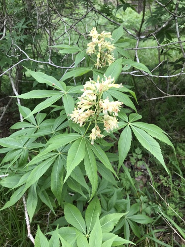 Ohio buckeye (Aesculus glabra)