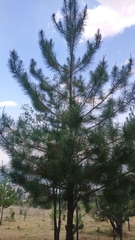 Pinus