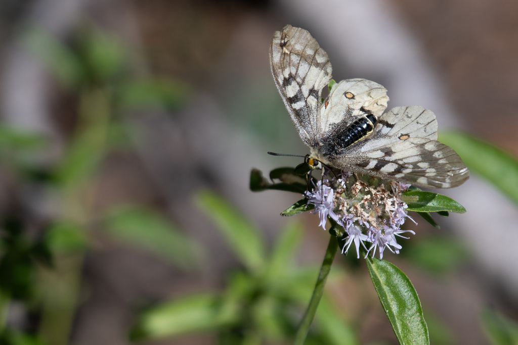 Clodius Parnassian