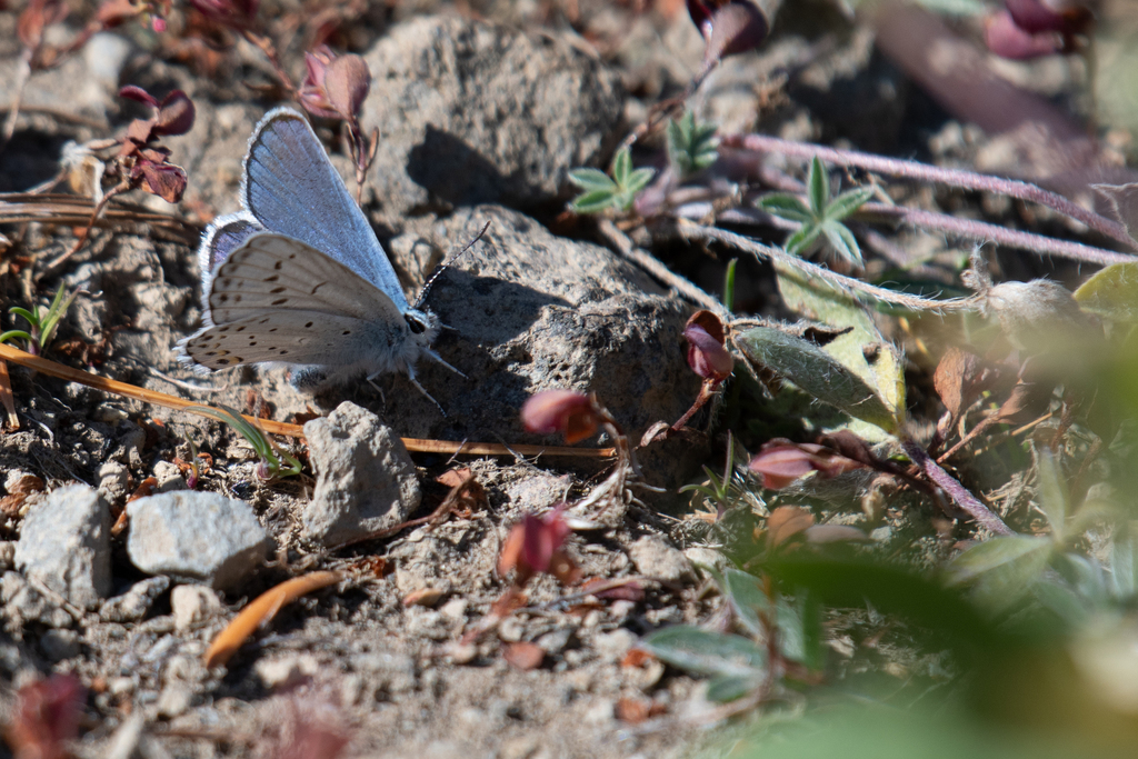 Plebejus anna