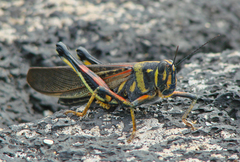 Schistocerca melanocera