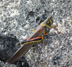 Schistocerca melanocera