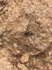 Protolophidae