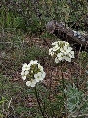 Erysimum franciscanum