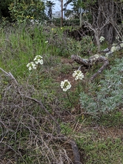 Erysimum franciscanum