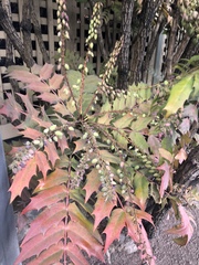 Berberis × hortensis
