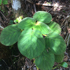Cyrtandra platyphylla