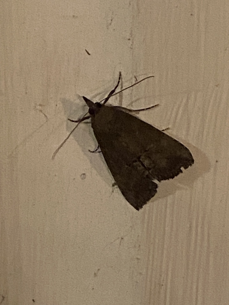 Green Cloverworm Moth from David Fort Rd, Argyle, TX, US on October 7 ...