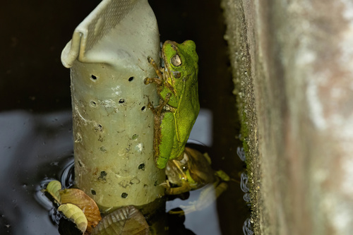 La Siberia Marsupial Frog, Gastrotheca lauzuricae