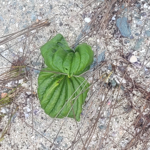 Image of Myosotidium hortensia by (c) Julia Palmer, some rights reserved (CC BY-SA)