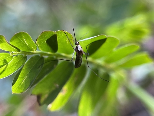 Silverback Mosquito photo 4