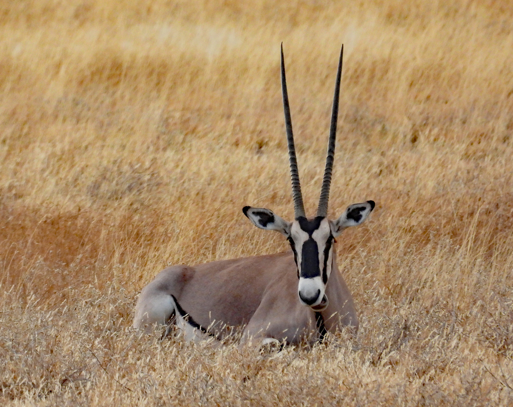 Beisa Beisa Oryx in August 2023 by Tresa Moulton · iNaturalist